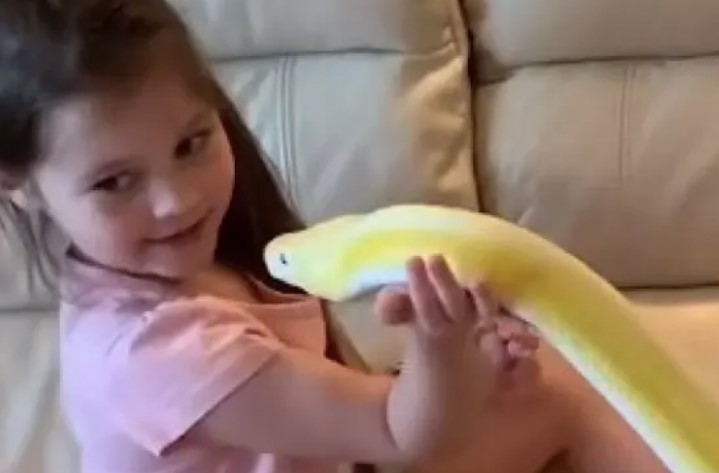 SNIMAK KOJI JE SVIJET OSTAVIO U ČUDU Nesvakidašnje prijateljstvo: Ovi pitoni su Emini najbolji prijatelji (VIDEO)
