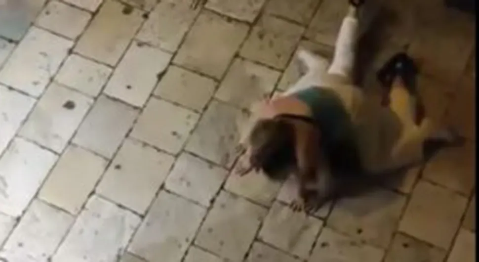 Hrvati zgroženi ponašanjem turista: Dvije djevojke se valjale po ulici u Splitu (VIDEO)