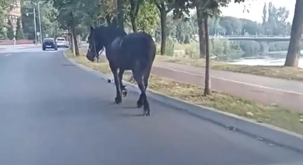 IZ RUBRIKE "SAMO U BiH" Konj prošetao centrom grada