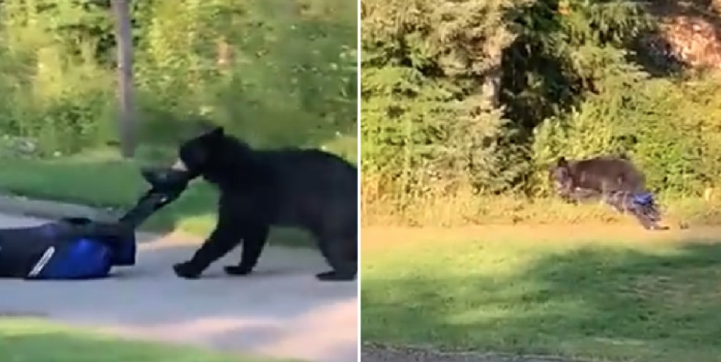 Ljudi gledali u nevjerici: Medvjed ukrao golferima štapove usred partije (VIDEO)