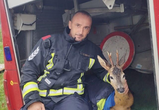 Vatrogasci spasili srndaća iz poplava, nesretna životinja se zaglavila u bujici (FOTO)