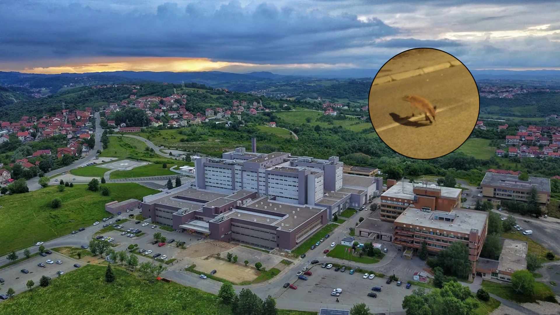 "UMALO DA SA LIJOM POPIJEM KAFU" Divlja životinja svakodnevica na banjalučkim ulicama (FOTO)
