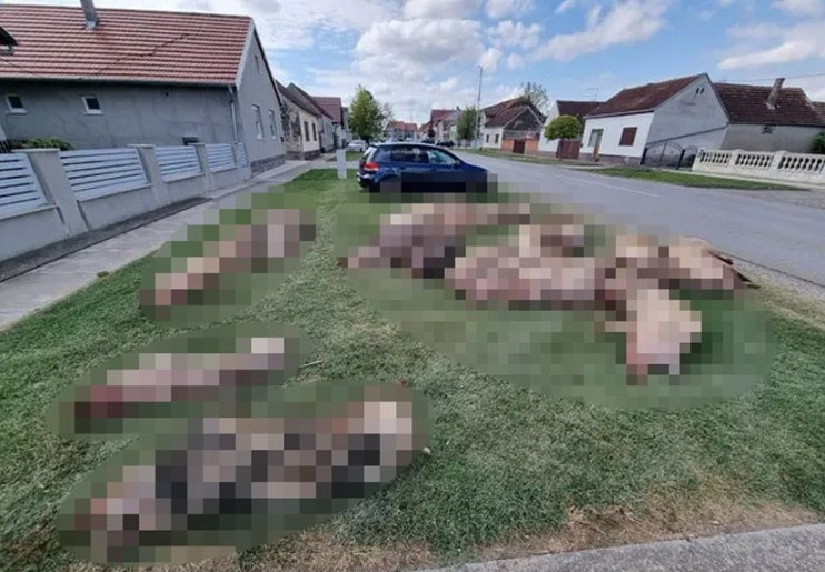 UŽAS U SLAVONIJI "Ubili su mi svinje i ostavili ih pred kućom": Krvava tijela životinja čekaju da ih neko skloni