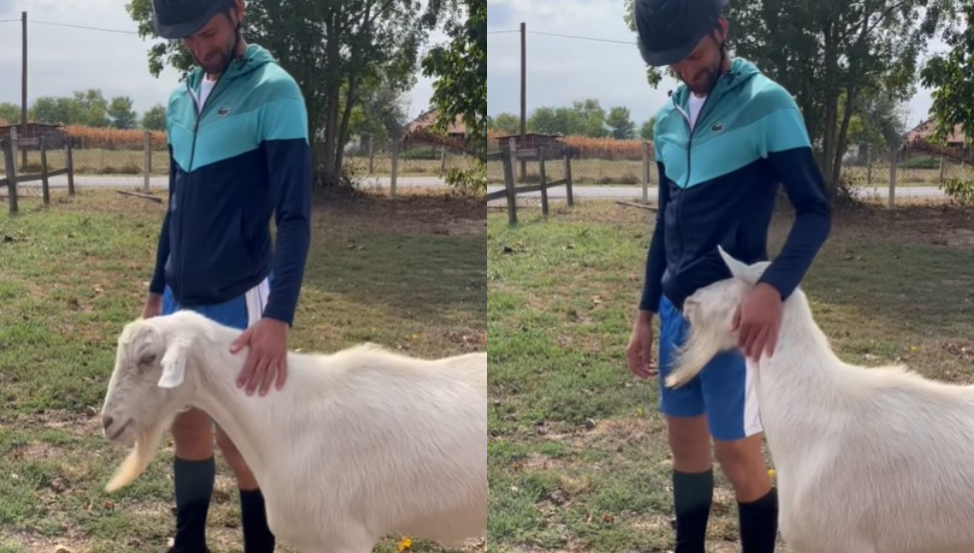 "GOATS" Đoković pomazio jarca Časlava, a reakcija životinje će vas oduševiti (VIDEO)