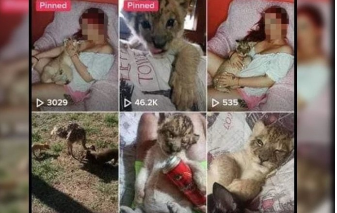 DA LI JE ONA VLASNICA LAVIĆA PRONAĐENOG NA PUTU? Slavujka se na sva zona hvalila životinjom, pa isparila sa društvenih mreža! (FOTO)