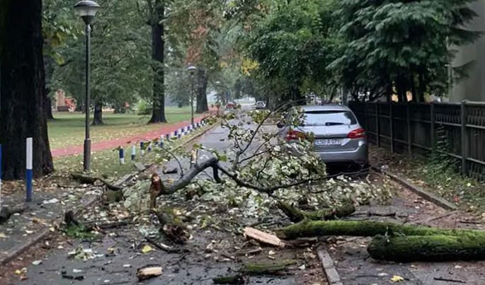 Palo drvo u banjalučkom parku
