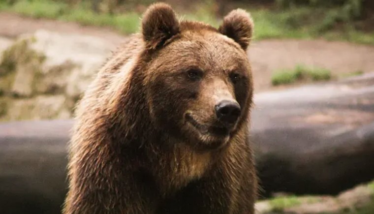 REDOVNI POSJETILAC Medo se počastio kukuruzom kod Prnjavora (FOTO)