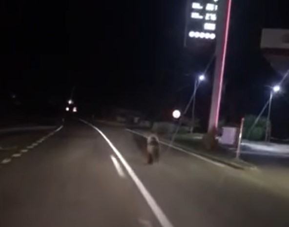 Mještani Sanskog Mosta u strahu: Medvjed protrčao pored benzinske pumpe (VIDEO)