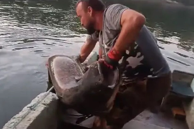 ULOV O KOJEM SANJA SVAKI RIBILOVAC! Sat vremena iz Save vadili zvijer od 70 kilograma