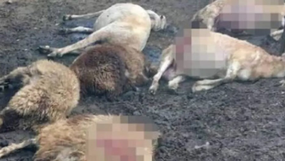 VUKOVI ZAKLALI 17 OVACA U SELU “Čuo sam pse kako laju”
