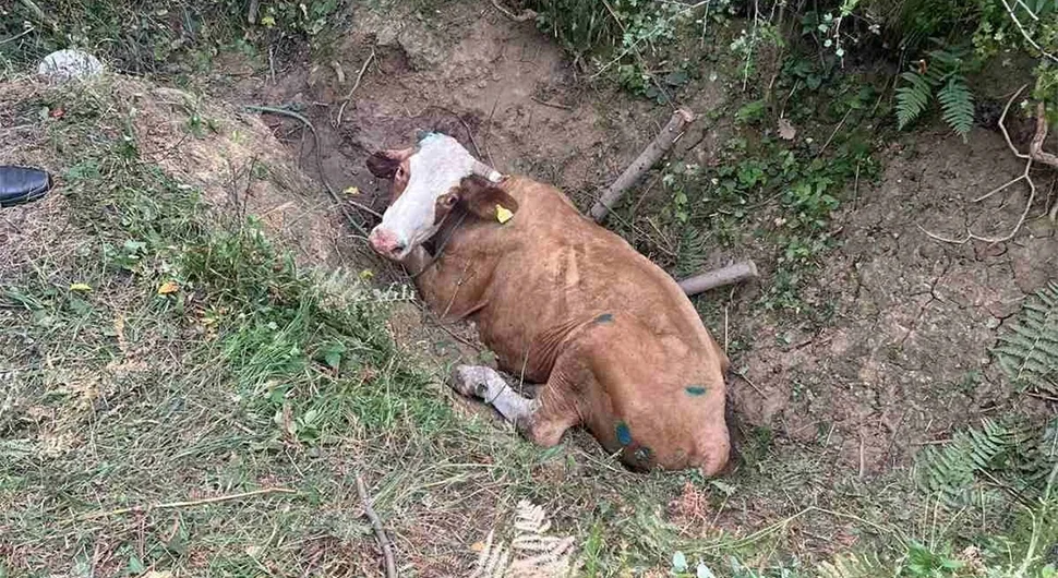 Kod krava u BiH utvrđena bruceloza, zaražen i vlasnik