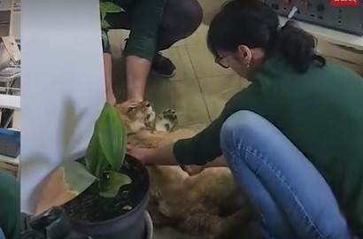 VEĆ ČETVRTI DAN Lavica u Zoološkom vrtu Palić u kritičnom stanju (FOTO)