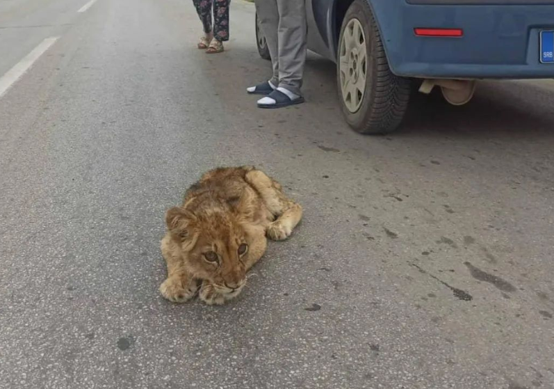 NE ZNA SE HOĆE LI PREŽIVJETI Oglasli se iz ZOO vrta o laviću pronađenom kod Subotice