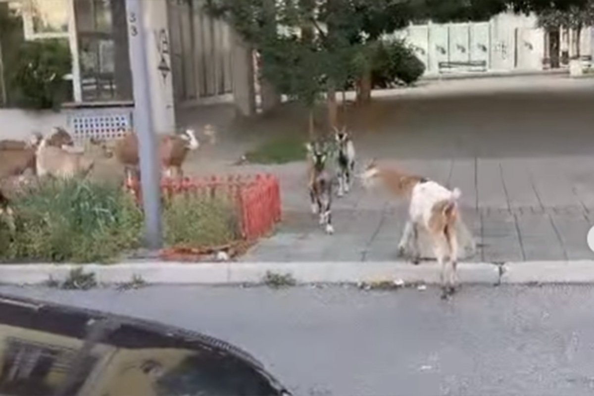 Stanare 45. bloka na Novom Beogradu iznenadili "nezvani gosti" (VIDEO)