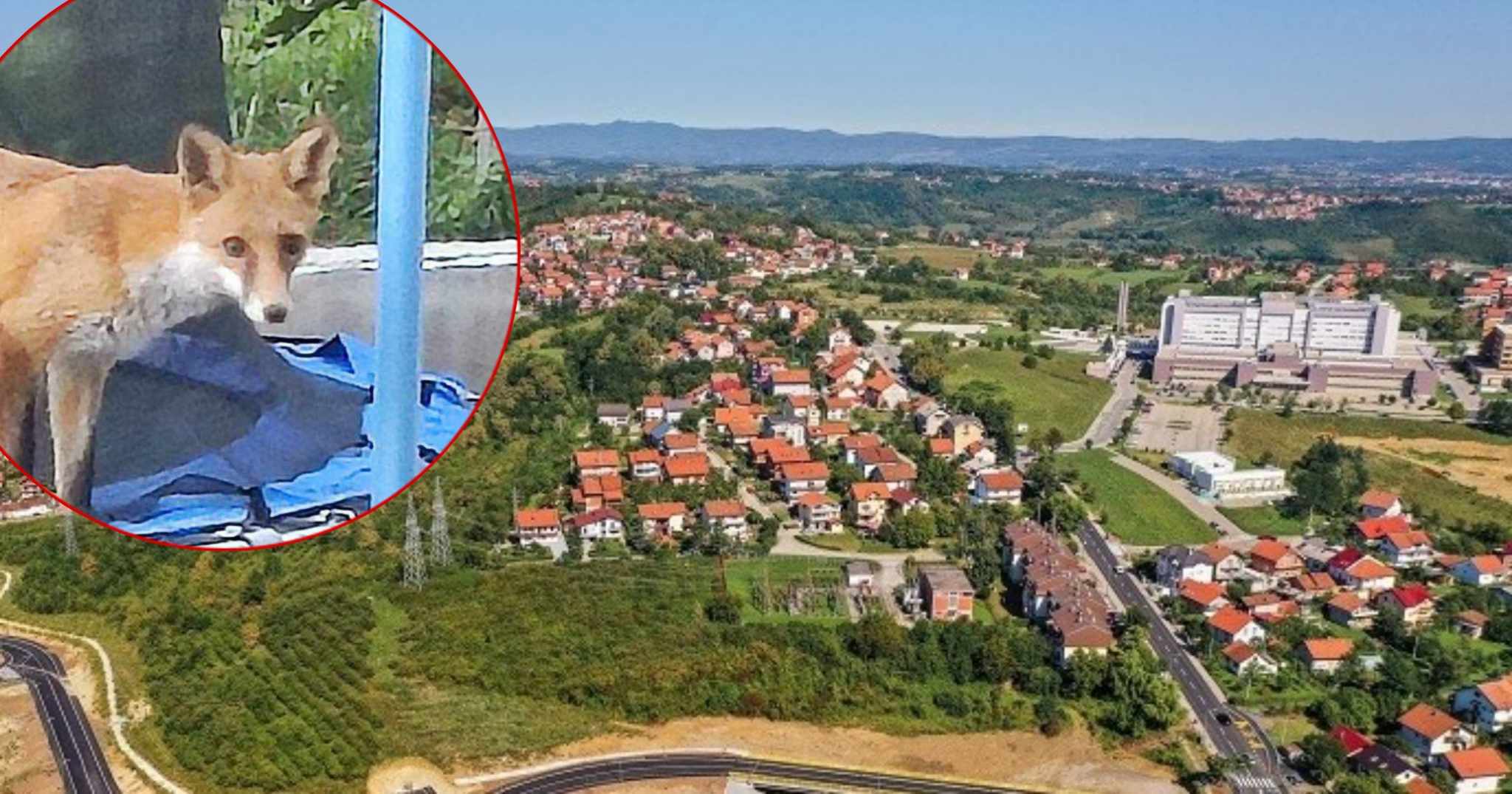 NEOČEKIVANA GOŠĆA UŠETALA U DVORIŠTE, A ONDA JE USLIJEDIO ŠOK Lisica na Paprikovcu otkrila čari trampoline (FOTO)