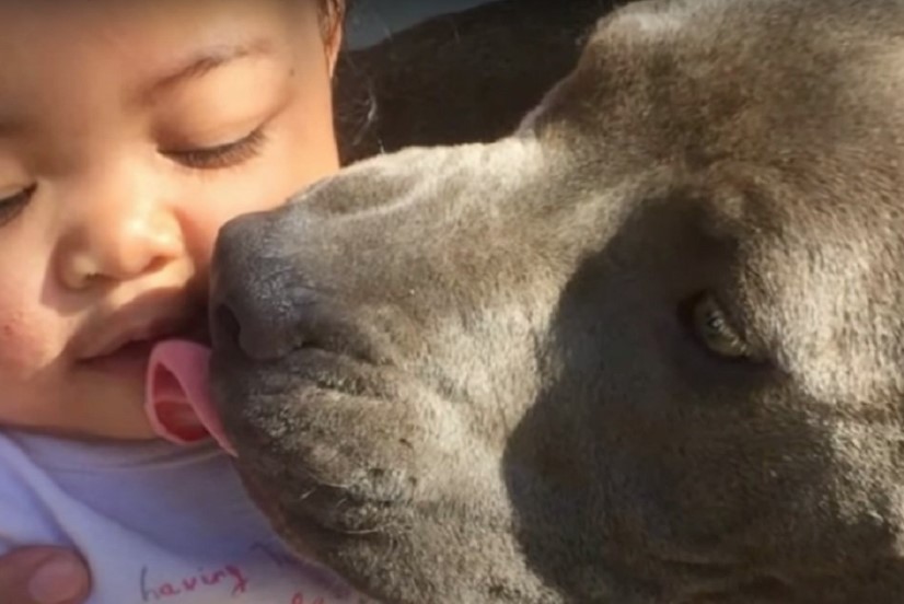 KRVOLOČNA ŽIVOTINJA? IPAK NE! Pit bul izvukao bebu iz kuće u plamenu (VIDEO)