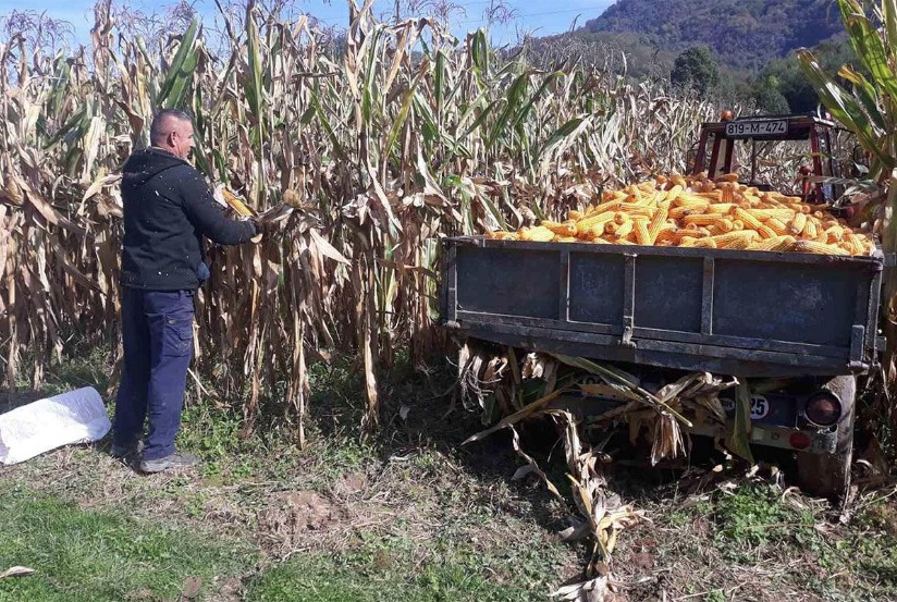 Počela berba kukuruza, ratari ne pamte goru godinu