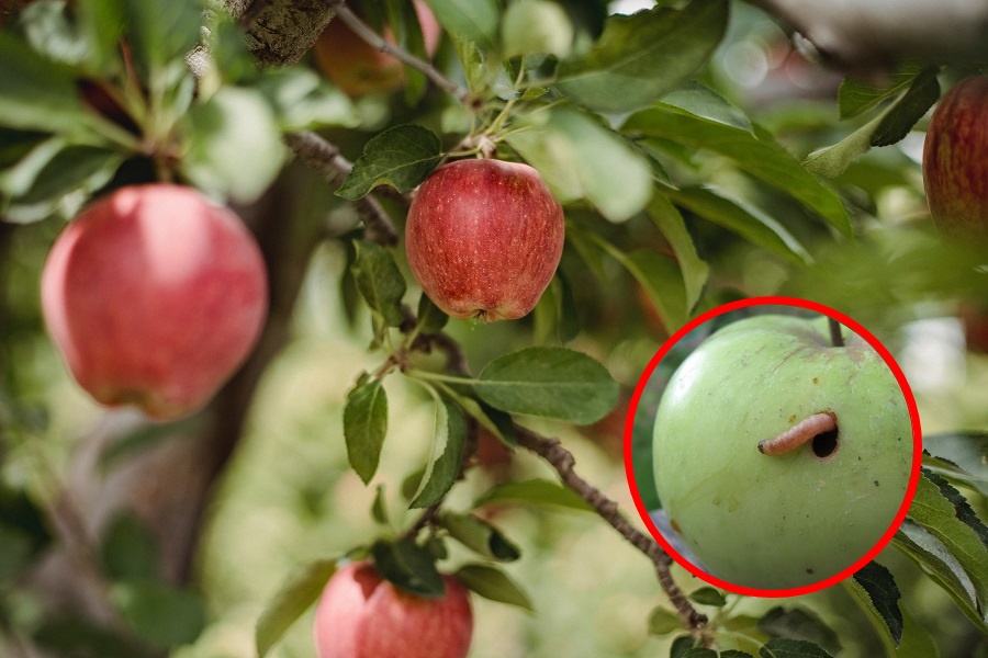 SVE SMO RADILI POGREŠNO! Smije li se jesti voće u kojem ima crva?