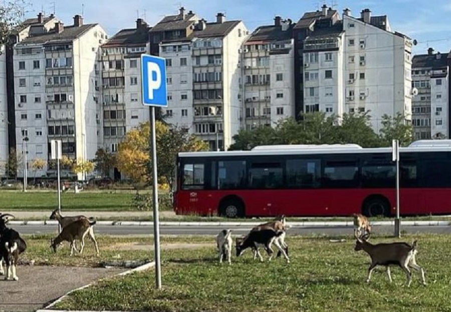 HIT SCENA NA NOVOM BEOGRADU! Jarac za retrovizor, koza za jarca, jare za kozu, povuci potegni iščupati ne mogu (FOTO)