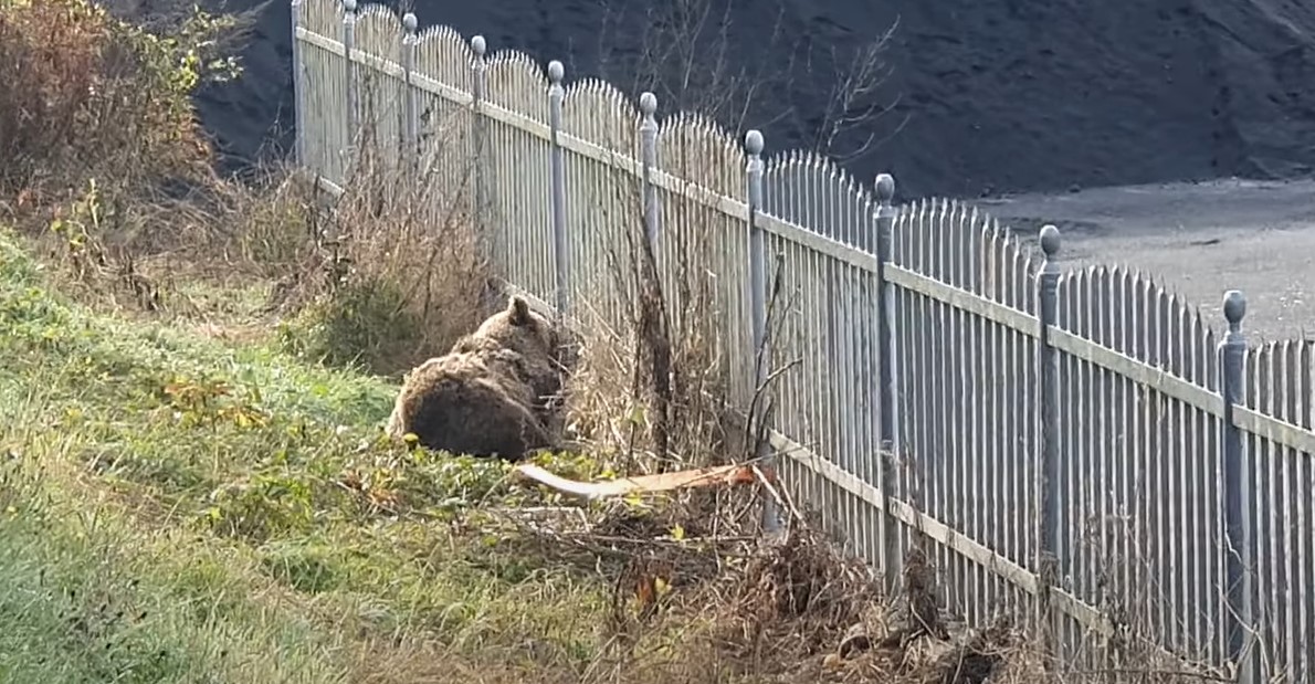 MEDO POVRIJEĐEN U SAOBRAĆAJCI Akcija spasavanja kod Donjeg Vakufa (VIDEO)