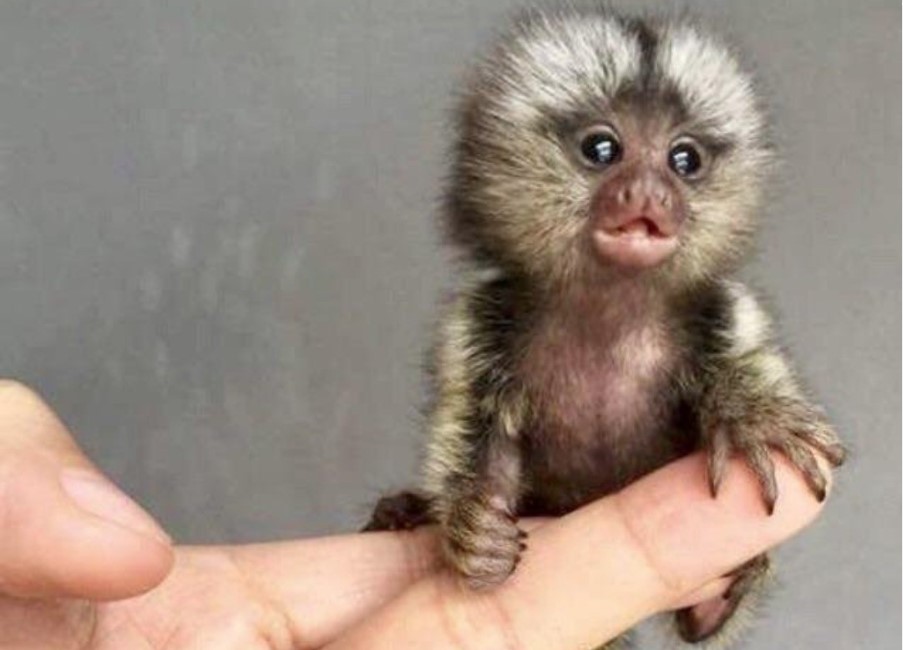 PIGMI MARMOSET Kako živi najmanji primat na svijetu i za koliko novca se može kupiti? (VIDEO)