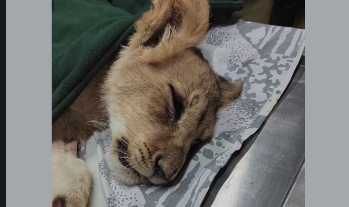 KIKICA NIJE IZDRŽALA Tuga u Zoo vrtu na Paliću - nakon 15 dana borbe izgubila je životnu bitku (FOTO)