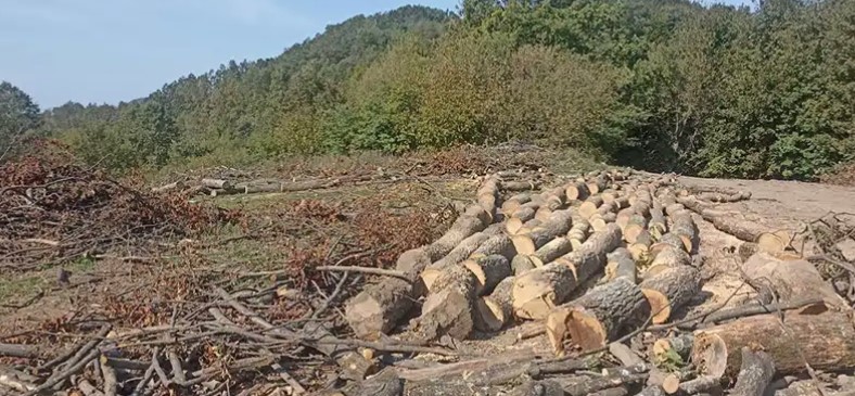 AKCIJA "LAGER 2023" Banjalučani uhapšeni zbog pustošenja šume u Šimićima