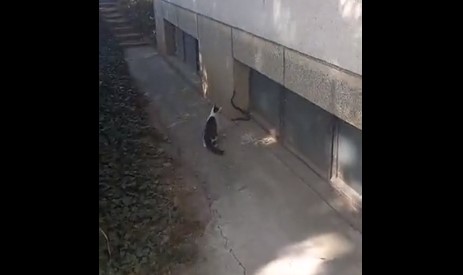 Zmije na ulicama Banjaluke, građani uznemireni (FOTO/VIDEO)