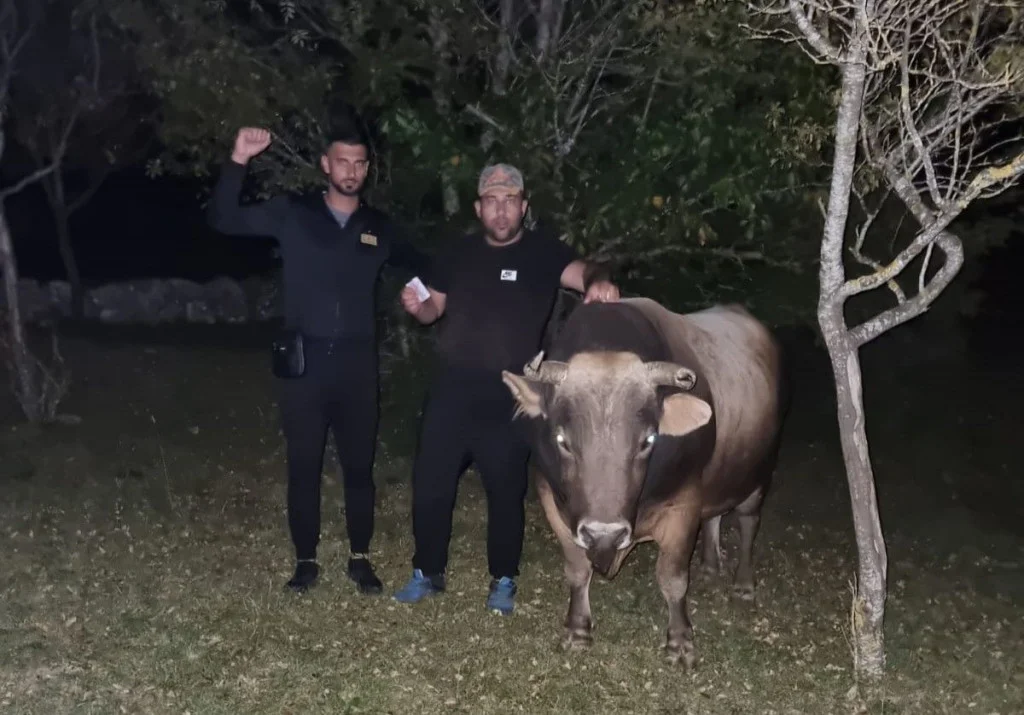 Jure komšiji prodao bika Ronalda za cijenu dobrog automobila (VIDEO)