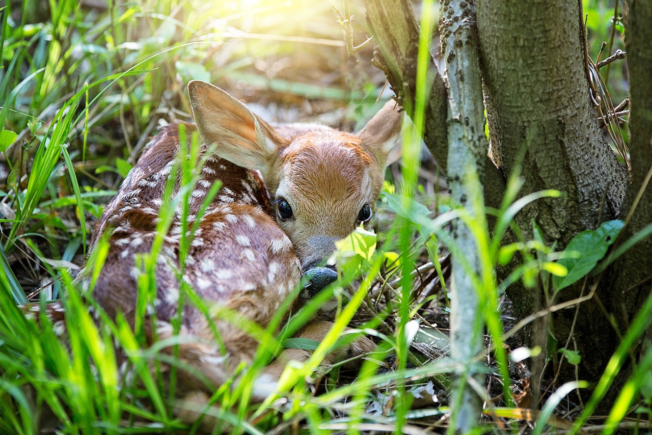 Izbačena ključna scena iz filma Bambi: Želimo da poštedimo d‌jecu