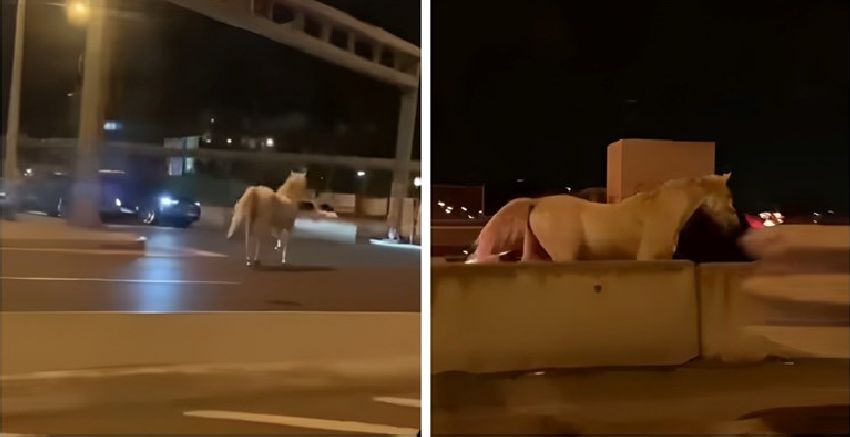Bijeli konj u galopu preko mosta na Adi: Vozači u nevjerici snimali (VIDEO)
