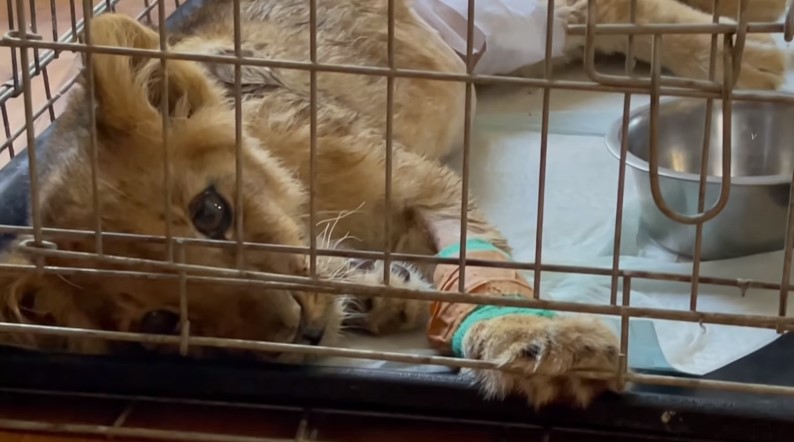 Lavica Kiki u sve lošijem zdravstvenom stanju: Evo šta kažu veterinari