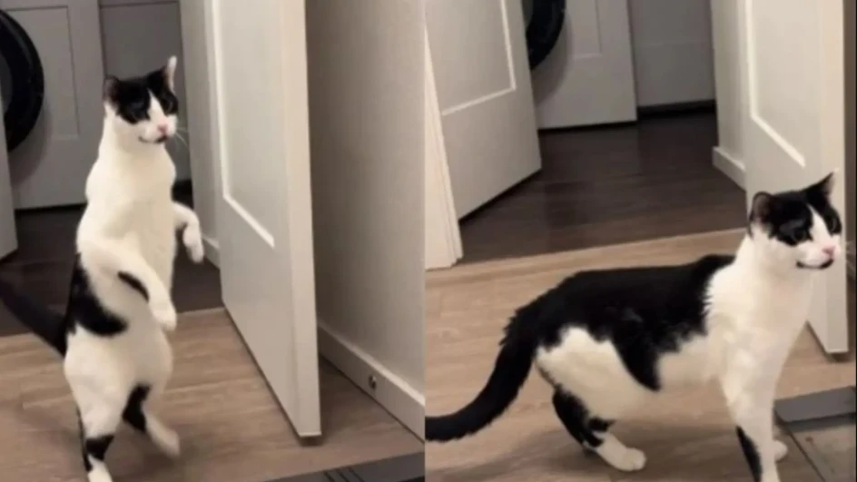 Snimak koji je nasmijao društvene mreže: Pogledajte reakciju mačke na kupanje njene vlasnice (VIDEO)