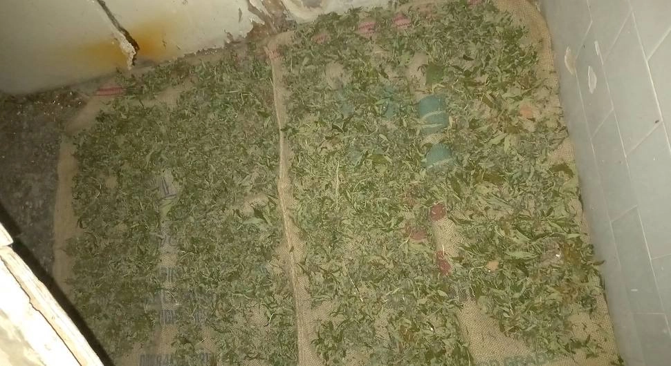 AKCIJA "PLANTAŽA 2023" Uz Savu sušio 1,2 kilograma marihuane