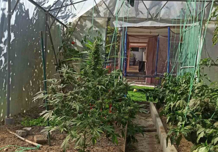 DETALJI AKCIJE "PLANTAŽA" Pronađeno tri kilograma droge i snajper, poznat identitet uhapšenog
