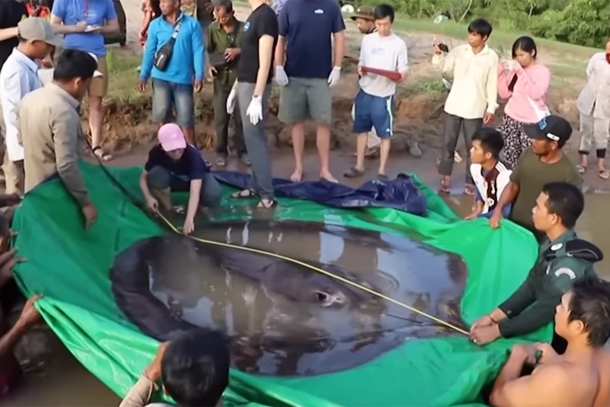ZVIJER OD 300 KG Uhvaćena najveća riba svih vremena