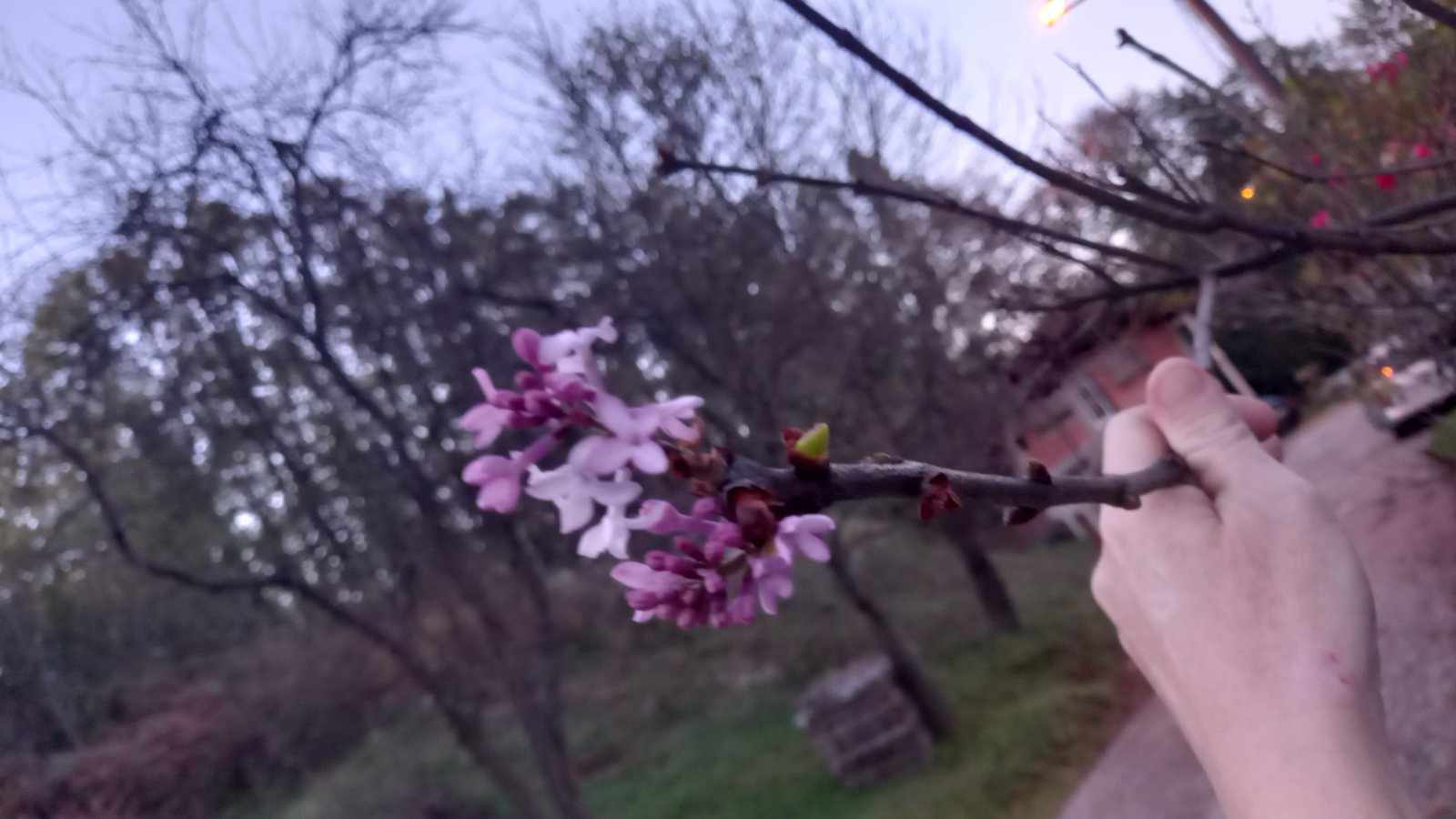 NEOBIČNA POJAVA U BANJALUČKOM NASELJU "Zbunjeni" jorgovan procvjetao u novembru (FOTO)