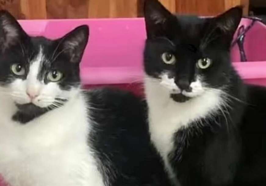Mačak godinama komšijama krao vrijedne stvari, vlasnica mislila da su to pokloni za nju (FOTO)