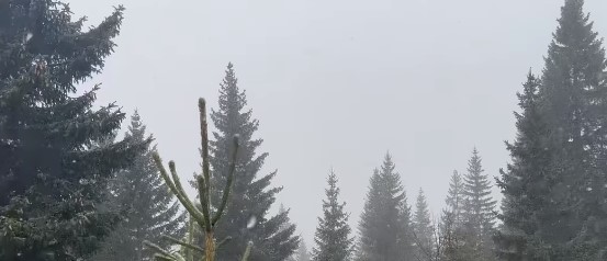 VEJU, VEJU PAHULJE Snijeg na Vlašiću, zimska idila može da počne (FOTO/VIDEO)