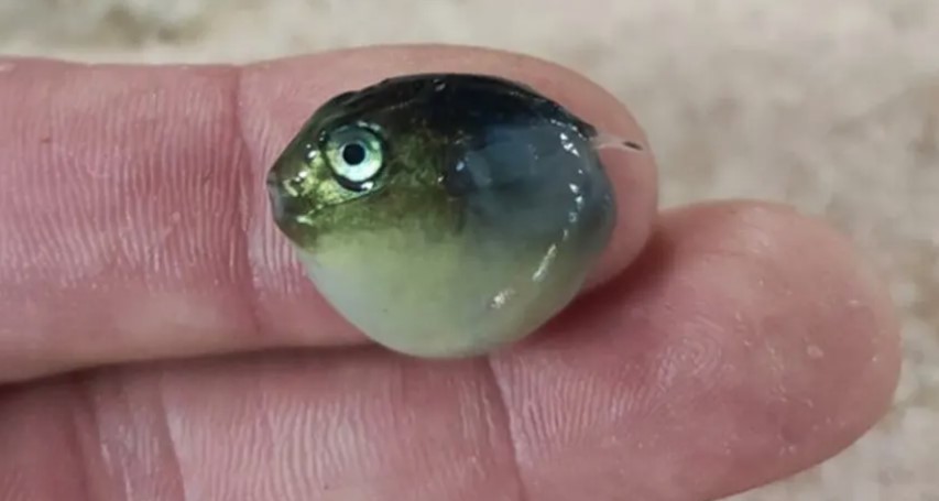 STRUKA NE KRIJE ZABRINUTOST U Splitu među sardinama pronađena riba naduvačica (FOTO)