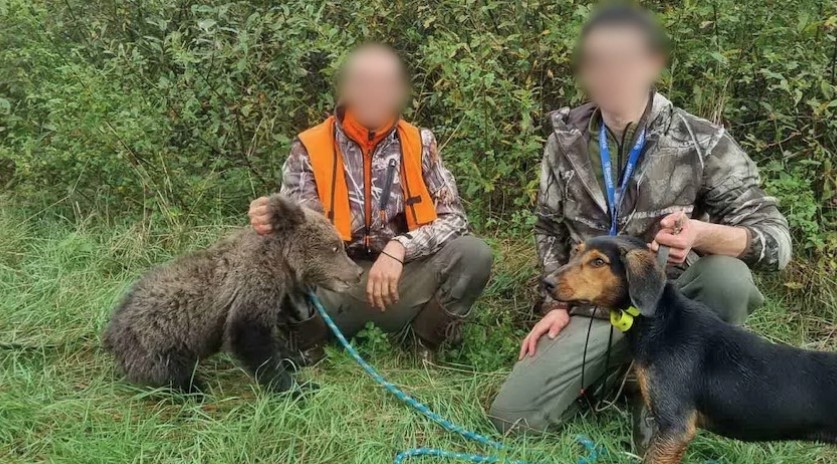 PRIJEDORČANI POD LUPOM POLICIJE Lovci spasili mladunče medvjeda, pa se našli pod istragom