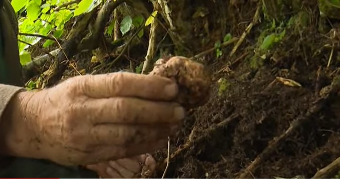 NEKI SU SE NA OVAJ NAČIN OBOGATILI Ima li tartufa u BiH, kako ih brati i kakvog psa odabrati za pomoćnika