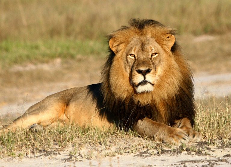 LAV UBIO ČUVARA ZOO VRTA Do napada došlo zbog ljudske greške