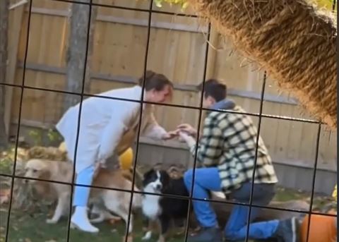 Momak izvadio prsten i htio da zaprosi djevojku, a onda se pojavio mačak Loki (VIDEO)