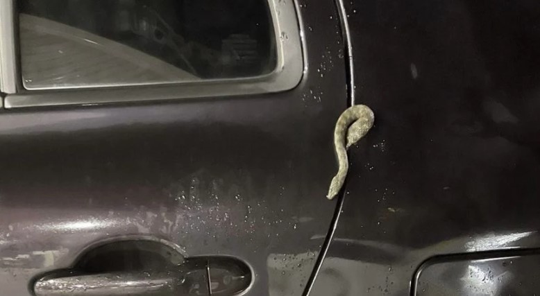 Mostarski vatrogasci izvlačili zmiju iz automobila u centru grada (FOTO)