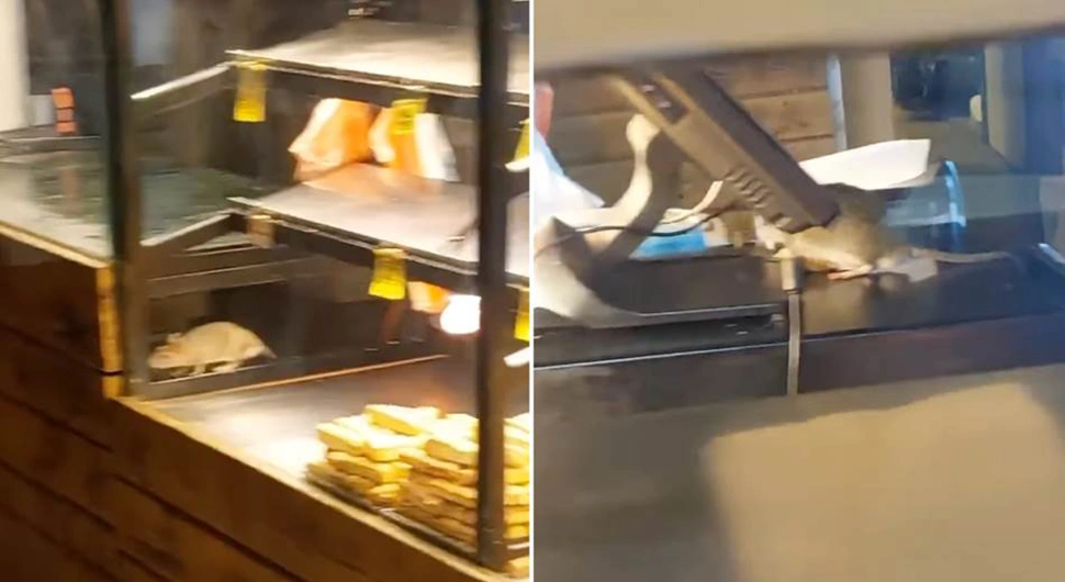 Snimak iz pekare od kojeg će vam se smučiti: Pacovi šetaju u vitrini sa hranom (VIDEO)