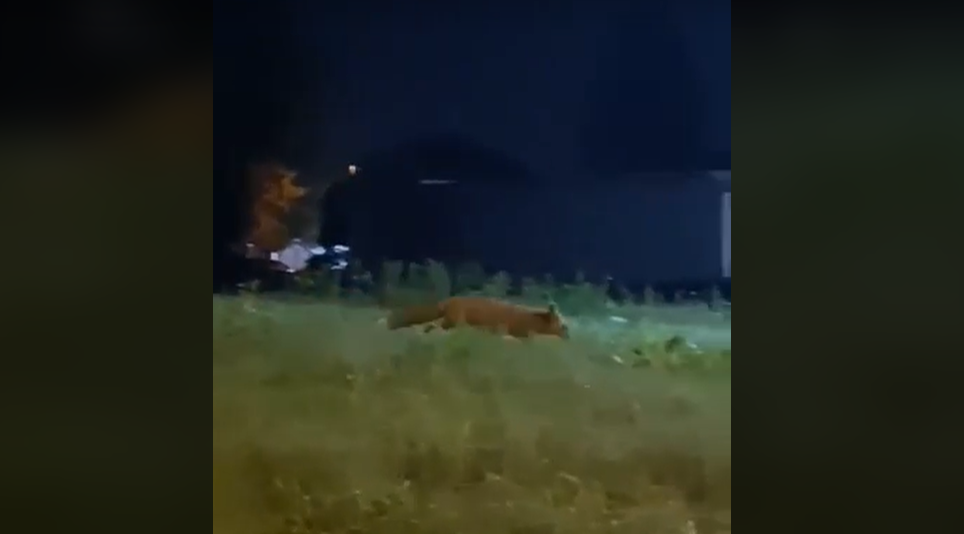 NEOBIČAN PRIZOR U BANJALUCI Lisice odlučile da posjete tvrđavu Kastel (VIDEO)