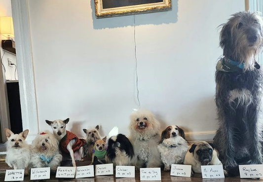 IZA SVEGA STOJI TUŽNA PRIČA Čovjek (59) živi sa 11 pasa, 4 kokoške, 2 patke i 1 svinjom (FOTO)