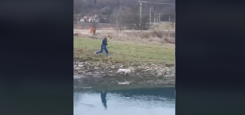 KOMIČAN VIDEO SA BALKANA: Prase odlučilo da neće postati pečenica, pa “sa ražnja” pobjeglo u rijeku (VIDEO)