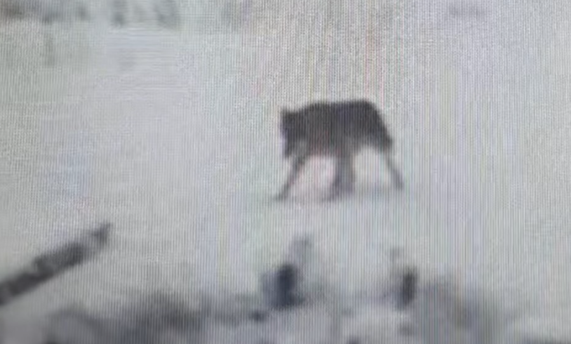 Čopor vukova zaklao 20 ovaca i jagnjadi